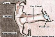  توضیح ساختار گوش با شکل