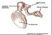  توضیح ساختار گوش با شکل