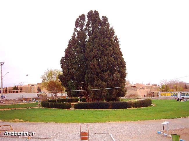 سرو ابرکوه