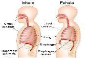 وظایف دیافراگم به عنوان اندام تنفسی بسیار مهم 