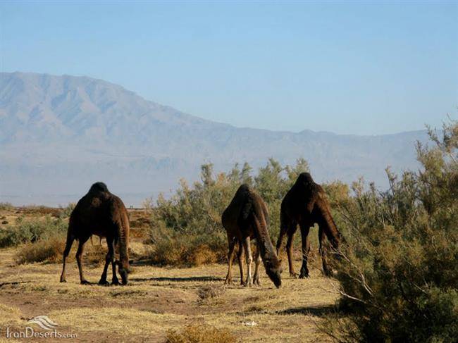 کویر دوشاخ