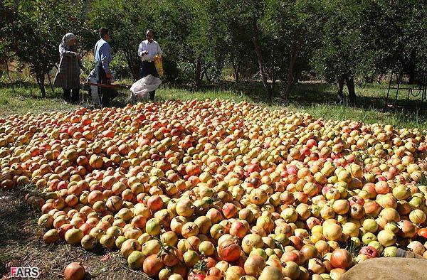 روستای سرخ انبوه 