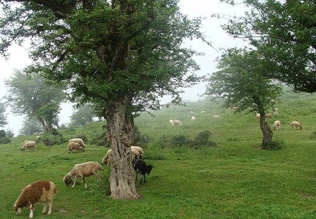 مناطق کوهستانی  فومن 