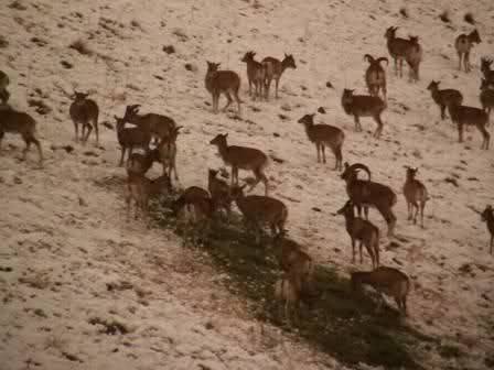 منطقه حفاظت شده ورجین