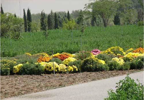 باغ موزه گیاه شناسی