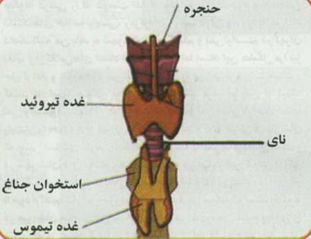 مشکلات تیرویید