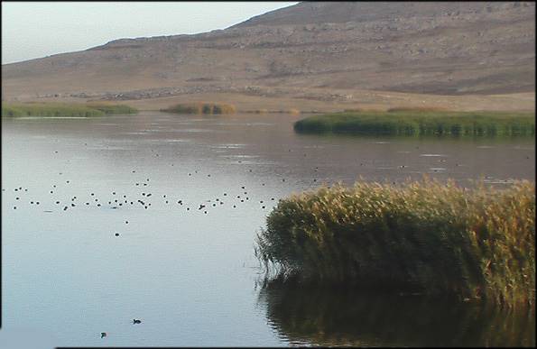 تالاب بیشه دالان 