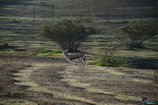 منطقه حفاظت شده دیمه