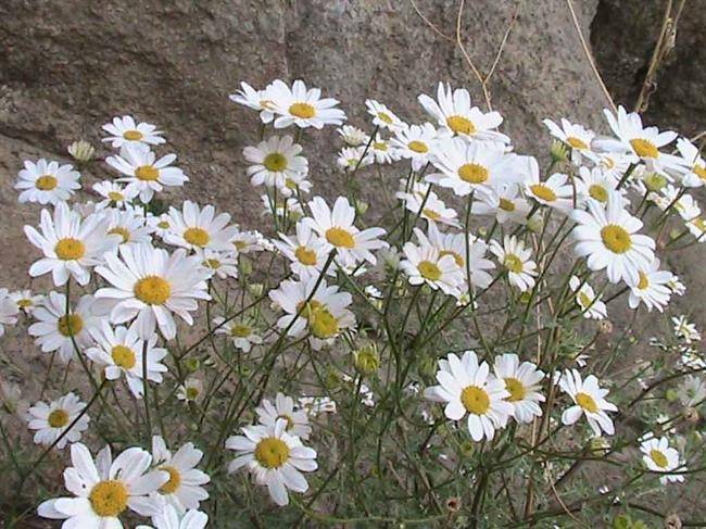 روستای مرزی پست کندی 