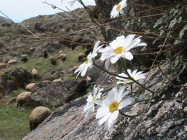 روستای مرزی پست کندی 