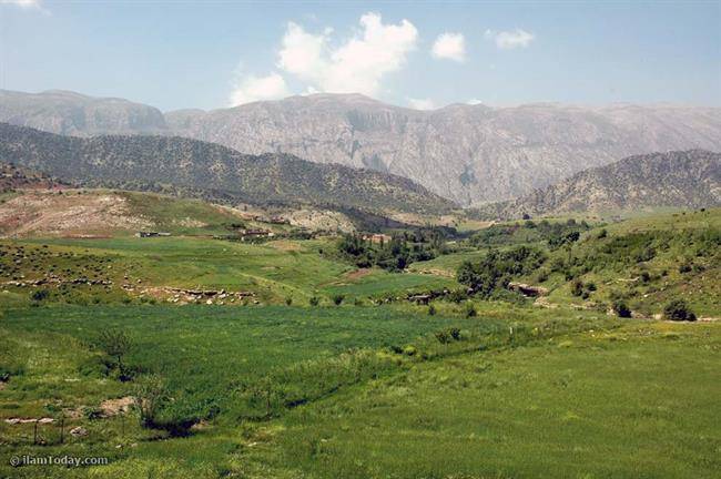 روستای کلم 