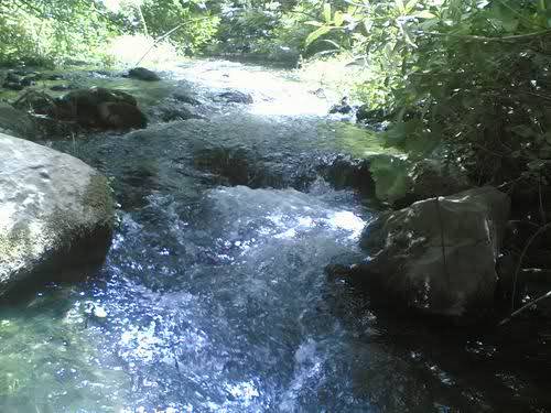 روستای کلم 