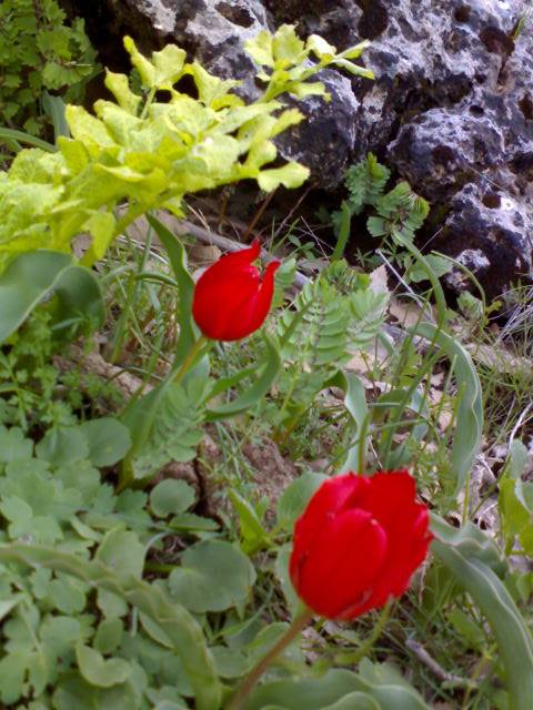 روستای کلم 