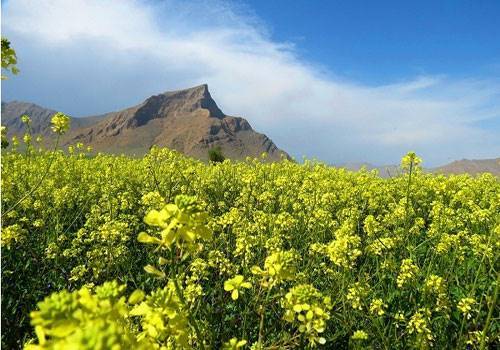 کوه لجور