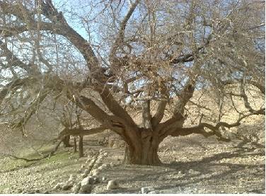 انجیرک سروستان 