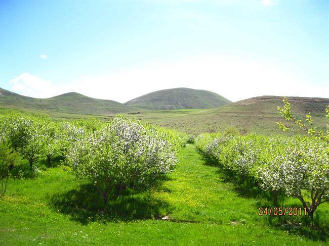 باغات زنوز باغات زنوز