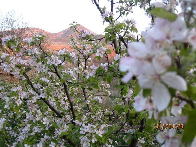 باغات زنوز باغات زنوز