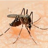 هشدار شیوع بیماری های تب زرد ،دنگی و مالاریا در دهلی نو