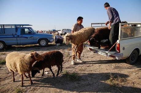 آغاز فعالیت 25 جایگاه عرضه دام زنده از فردا صبح/مقابله با عرضه دام‌های سرگردان در سطح تهران