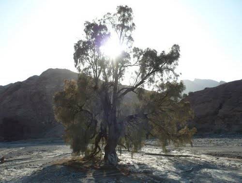 شهر سرگز احمدی 