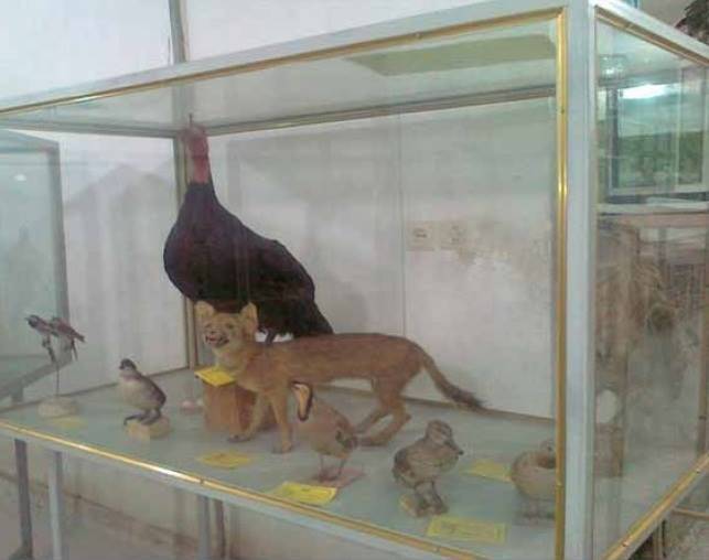 موزه مردم شناسی اردکان 