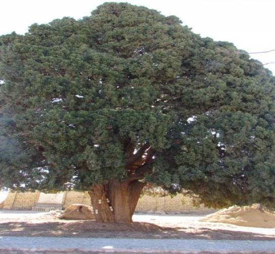 سرو دوقلو روستای مبارکه 