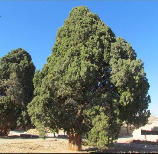 سرو دوقلو روستای مبارکه 