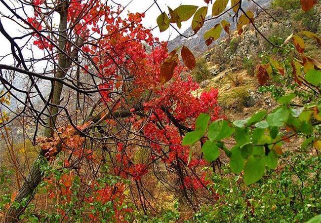 طبیعت پاییزی استان کردستان + تصاویر