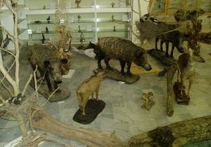 موزه جانور شناسی رشت