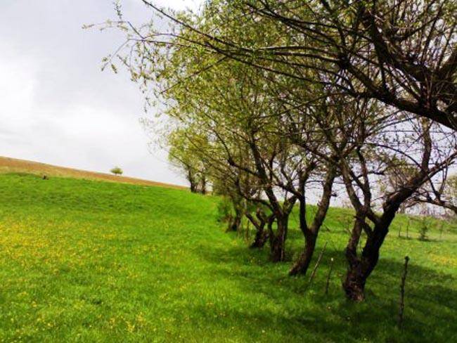 گردشگری سرعت رشد بالا و حاشیه سود پایین دارد