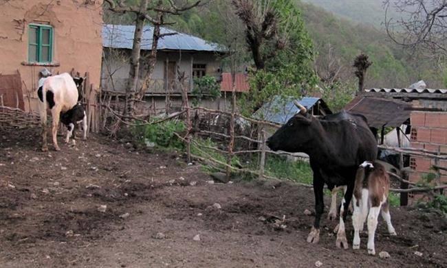 روستای چلی علیا