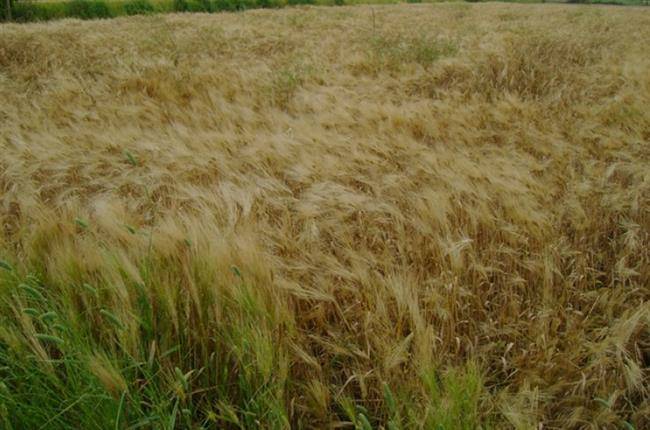 روستای لیوان غربی