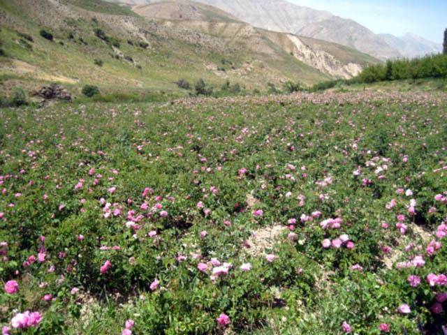 روستای شیخ علی