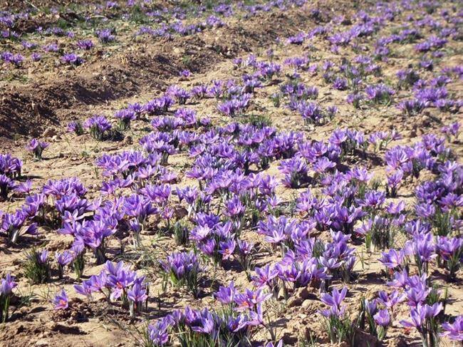 روستای علوی