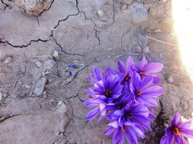 روستای علوی