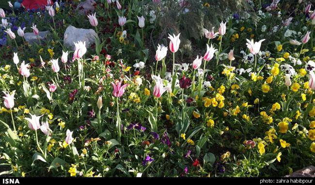 ثبت جهانی mahallat flora fair به عنوان برند نمایشگاه گل محلات