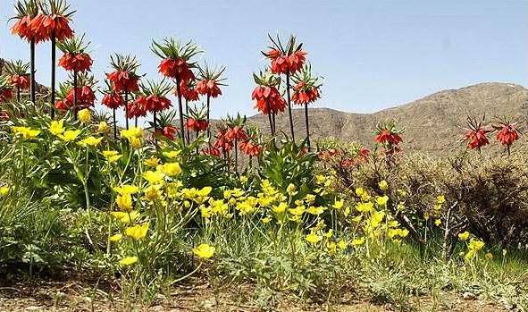 روستای دره بید