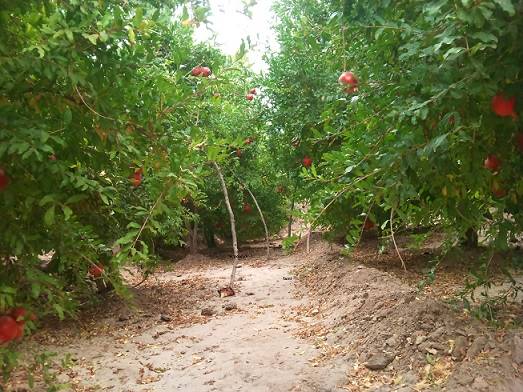 روستای فمی