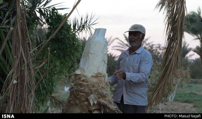 اینجا جلوی مهمان، درخت سر می‌بُرند