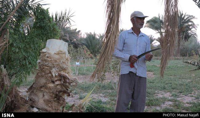 اینجا جلوی مهمان، درخت سر می‌بُرند