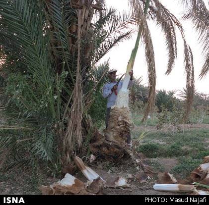 اینجا جلوی مهمان، درخت سر می‌بُرند