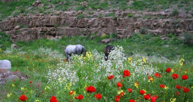 پارک جنگلی چهلمیر