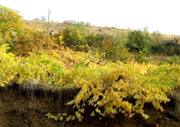 روستای نران