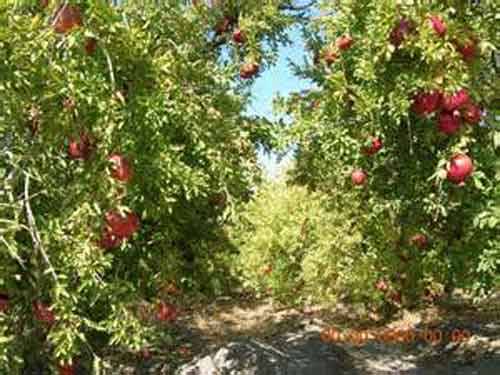 روستای باغستان سفلی