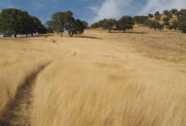 روستای زنجیره