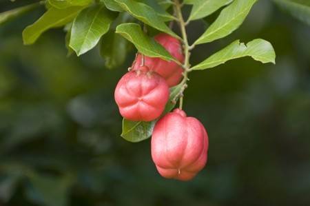 مواد غذایی سمی که عاشق خوردنشان هستیم