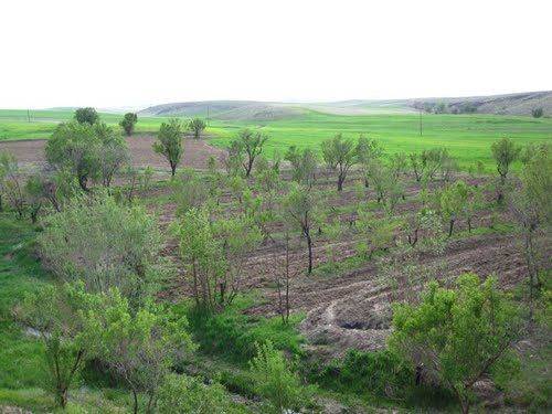 روستای گنبد چای