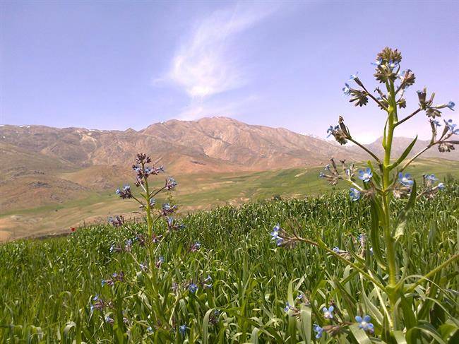 روستای تیل برده سر