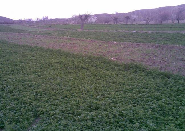 روستای بلاش آباد