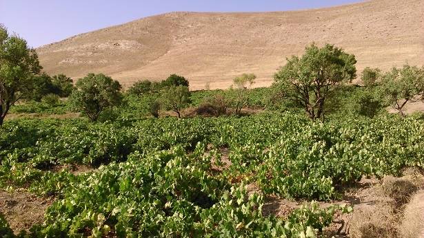 روستای چوزه